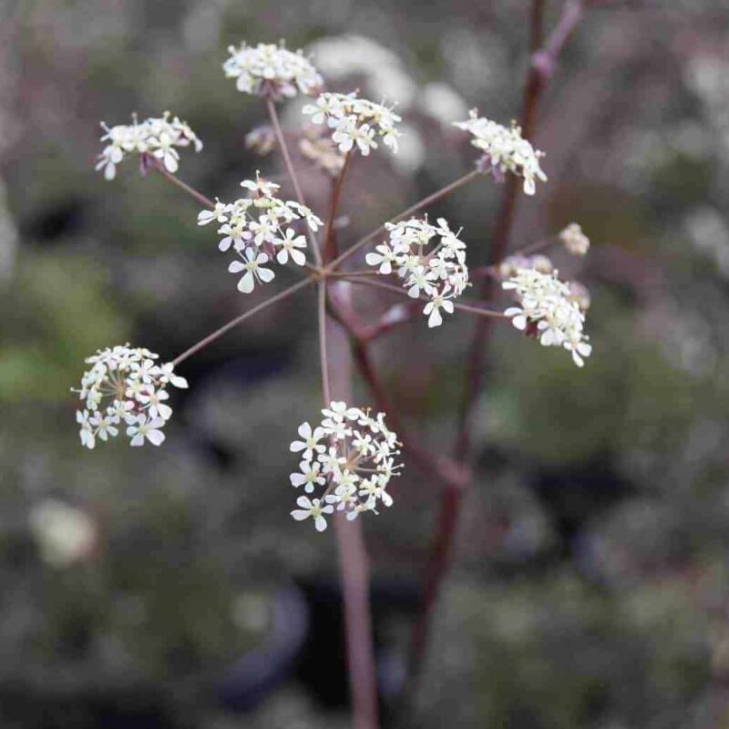 Anthriscus sylvestris 'Ravenswing' ---